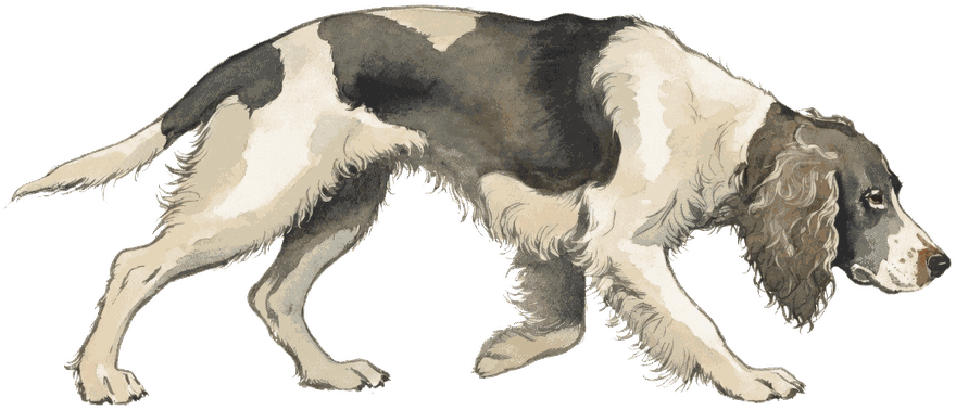 An English Springer Spaniel.